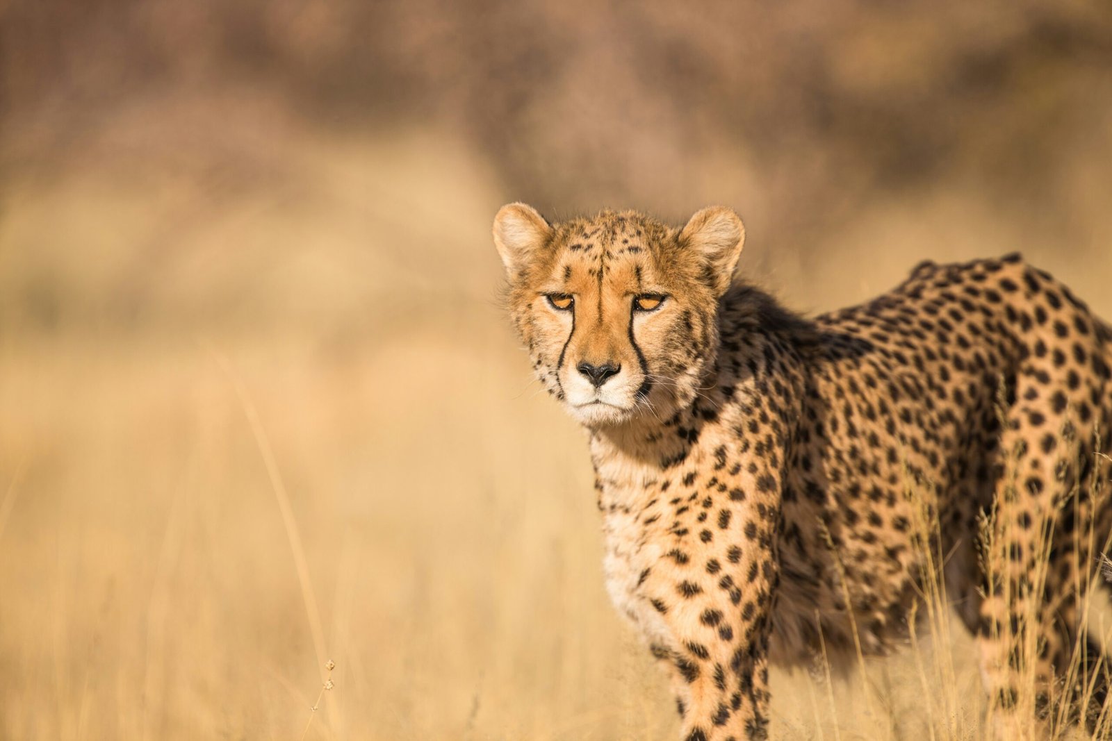 Apple Releases Safari Technology Preview 199 With Bug Fixes and Performance Improvements